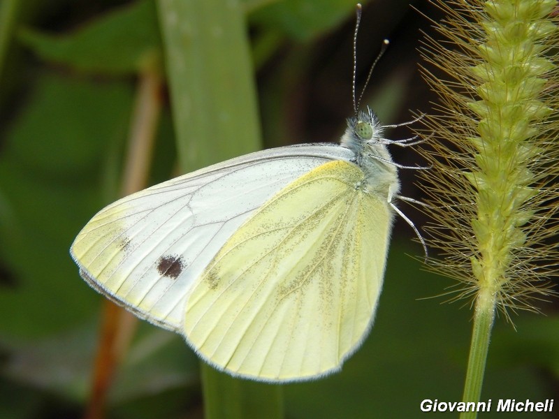 dove vanno a dormire le Pieris..?